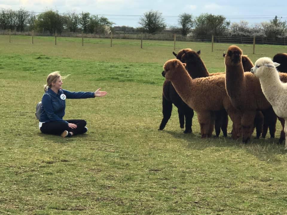 60704335_2581456748550803_763136635331149824_n A woman offers her hand to a group of Alpacas