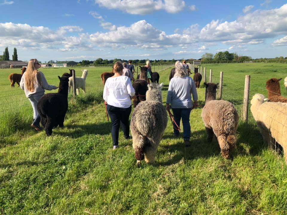 65096907_2649180221778455_3688560777578414080_n Visitors leading Alpacas out for a trek