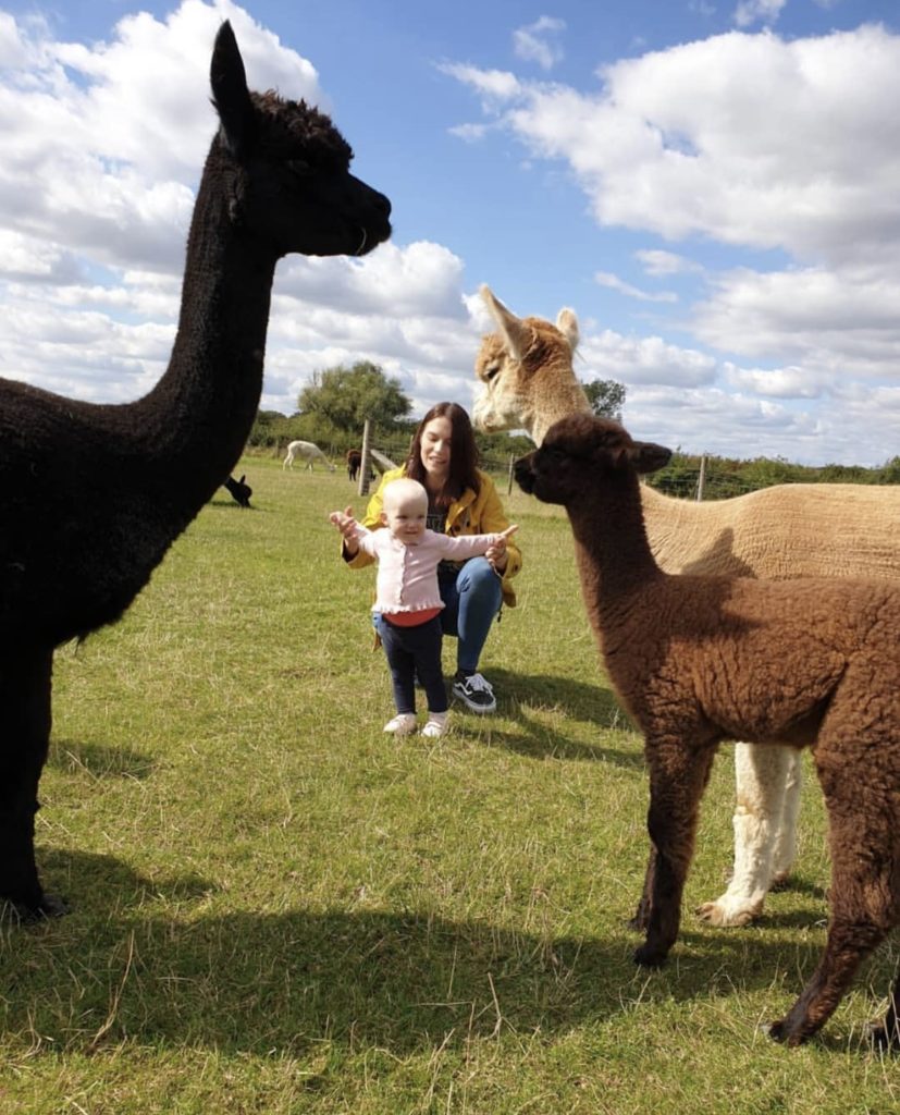IMG_2604 A visitor and her infant child approach some young Alpacas