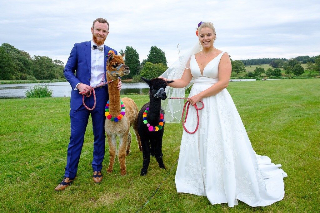john and louise The bride and groom take some Alpacas for a walk