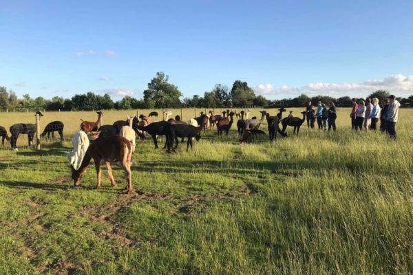 66025793_1238788686328572_4669681472926384128_n Alpaca Meet and Greet in field with Alpaca herd