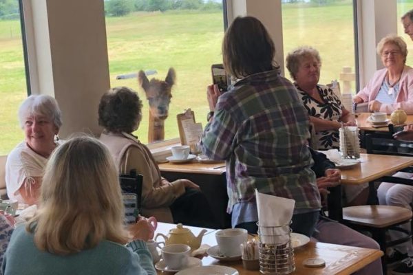Alpaca looking through cafe window Alpaca looking through cafe window