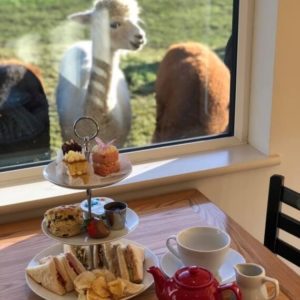 Alpaca Chat Experience & Afternoon Tea Gift Voucher for 1 person