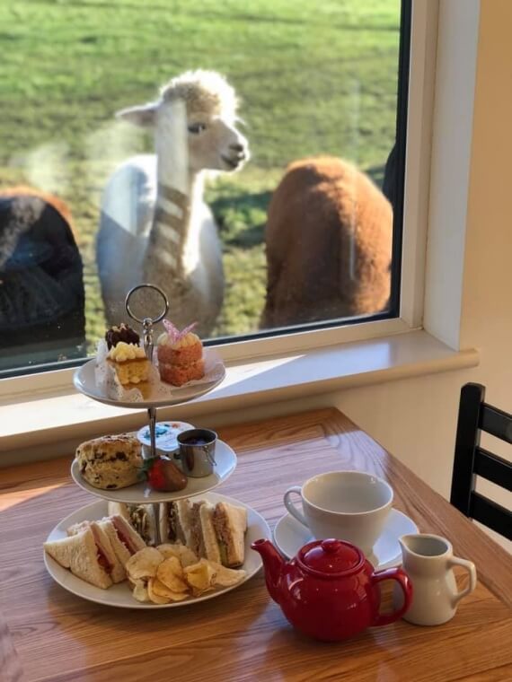 Alpaca Chat Experience & Afternoon Tea Gift Voucher for 1 person