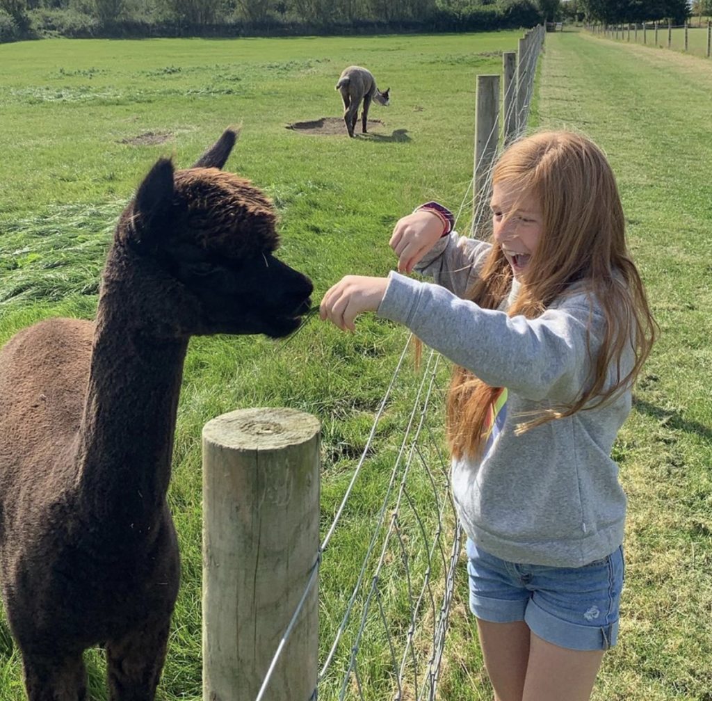 IMG_2605 A girl feeds grass to young Alapca