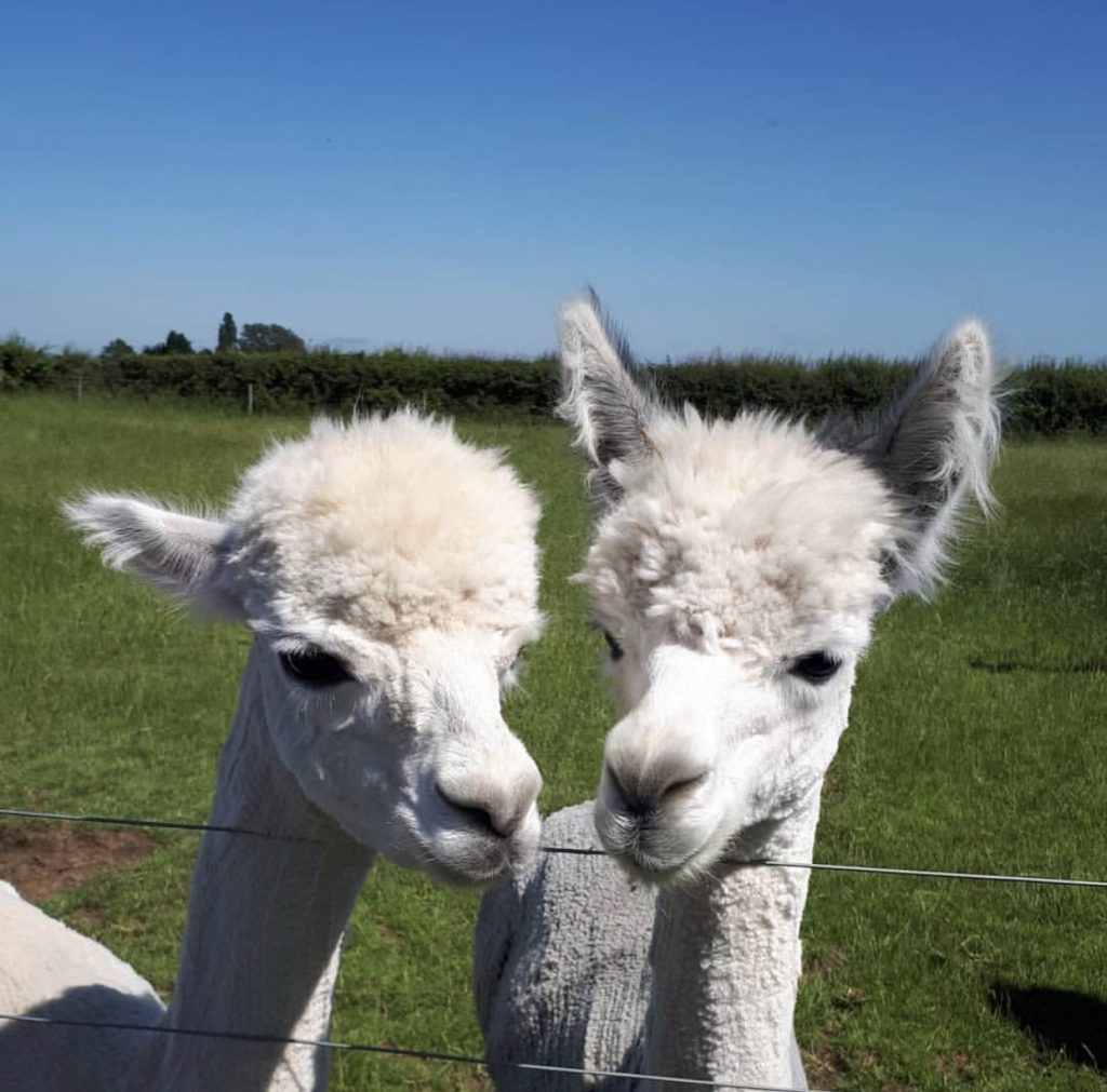 Two Alpacas peering over the fence. Two Alpacas peering over the fence.