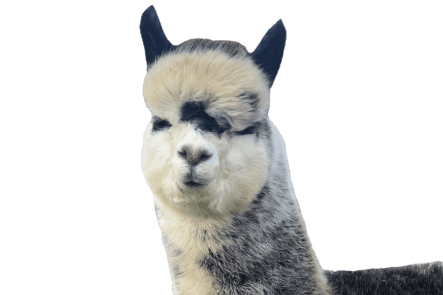 Alpacas Alpaca Knitwear Newark Nottinghamshire JandJ Alpacas