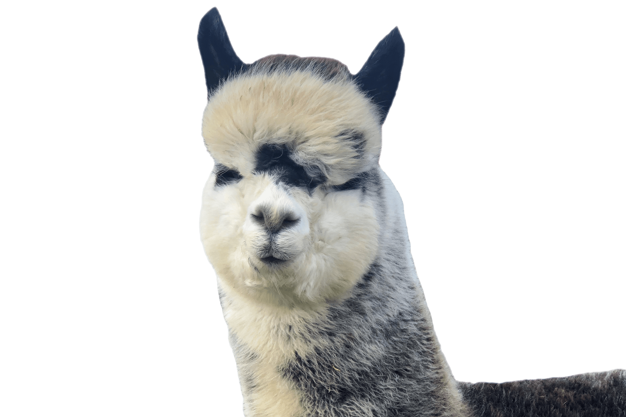 Alpaca called Theo