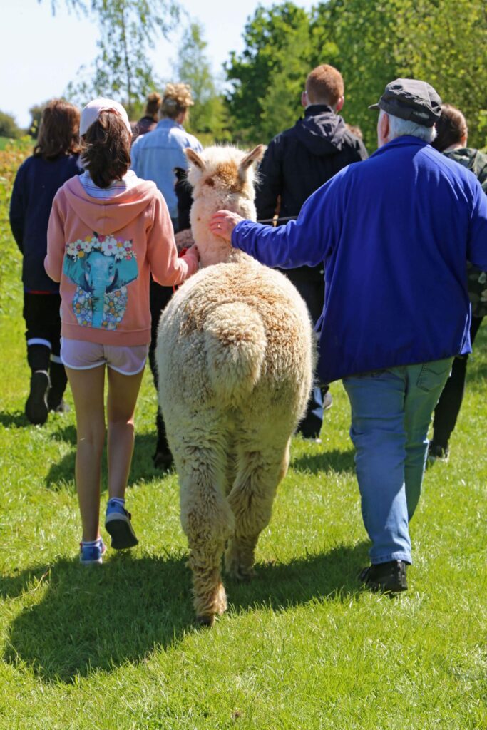 Alpaca Experiences - Alpaca Treks - Rolling photos at bottom 10
