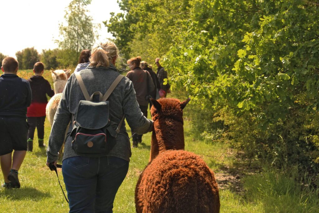 Alpaca Experiences - Alpaca Treks - Rolling photos at bottom 2