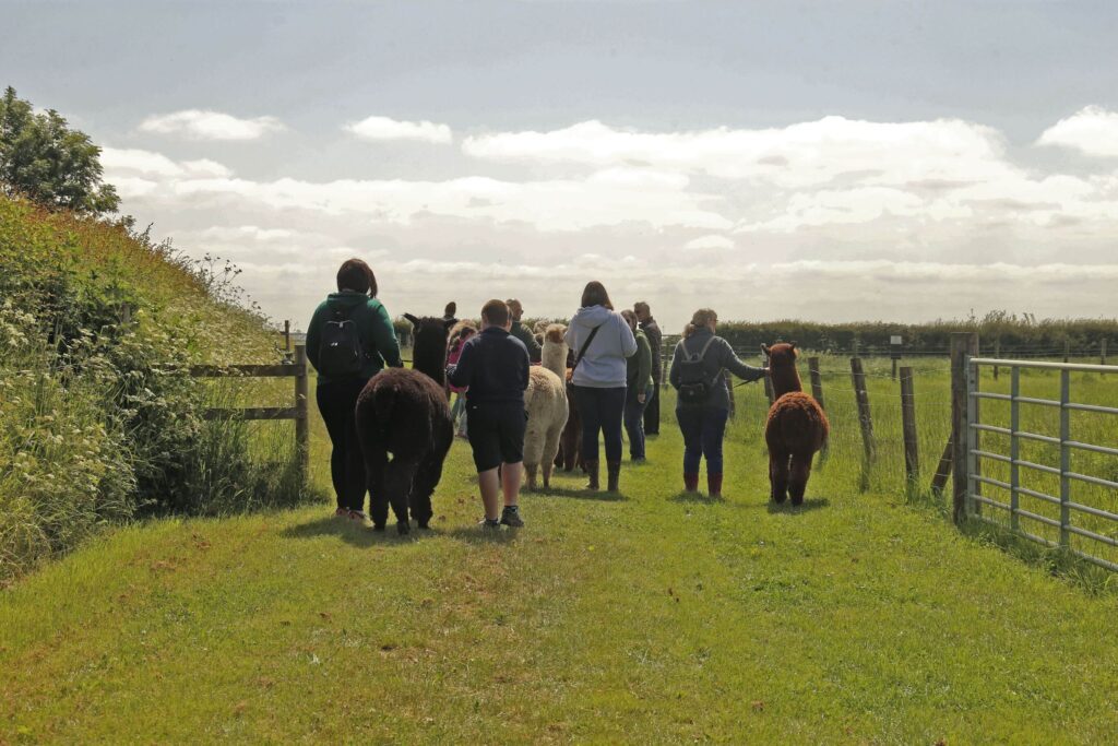 Alpaca Experiences - Alpaca Treks - Rolling photos at bottom 3