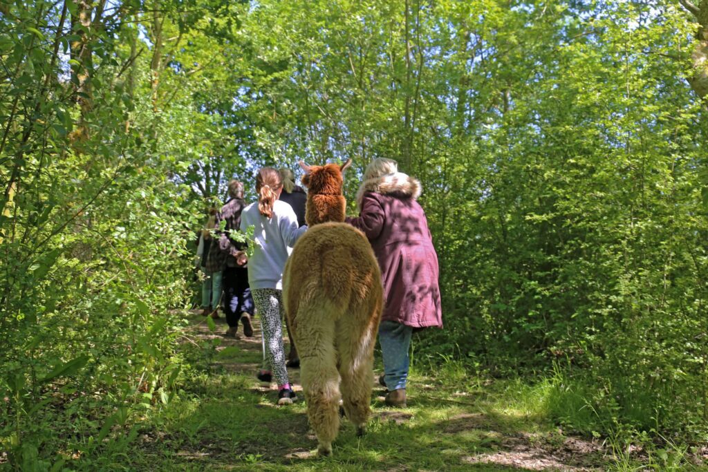 Alpaca Experiences - Alpaca Treks - Rolling photos at bottom 6
