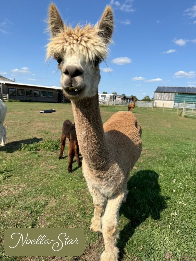 Noella-Star Noella-Star