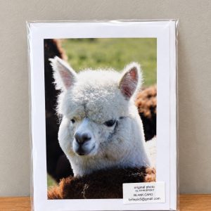 Alpaca Greeting Cards
