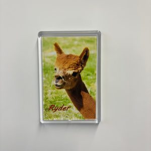 Alpaca Fridge Magnet