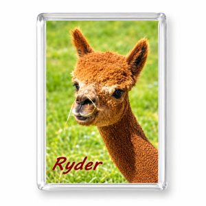 Alpaca Fridge Magnet