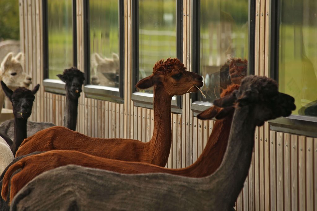 IMG_3924 Alapcasa looking through the window at j and j coffee shop