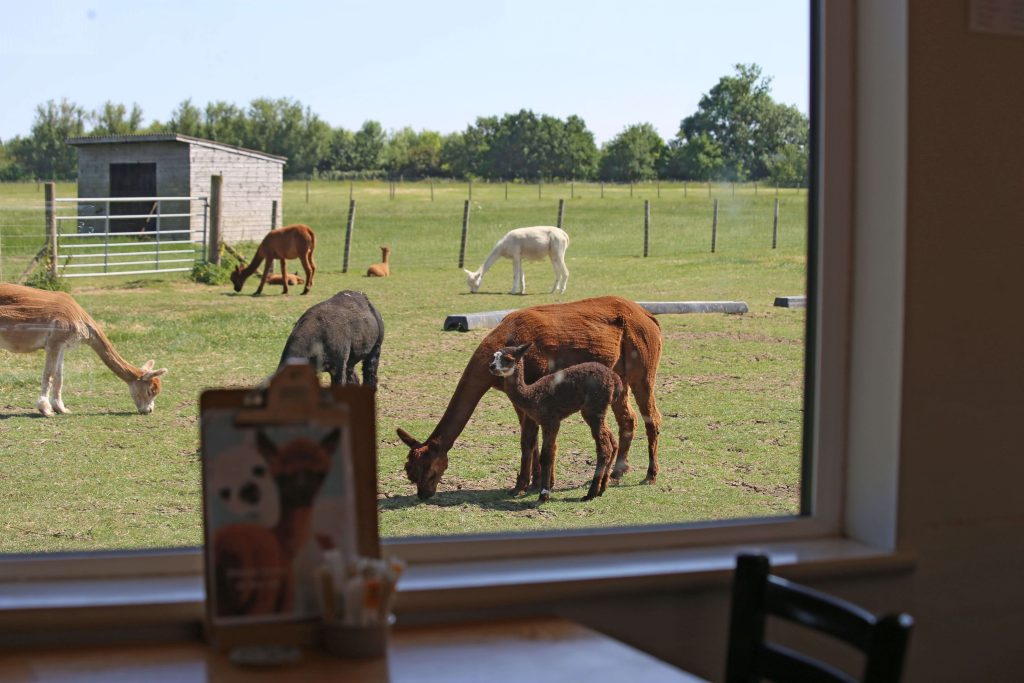 IMG_4376 a through the window look at alapaca grazing outside the coffee shop