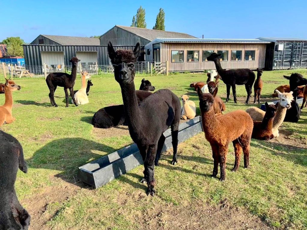 alpacas and coffee shop Alpacas out side the J and J alpaca coffee shop