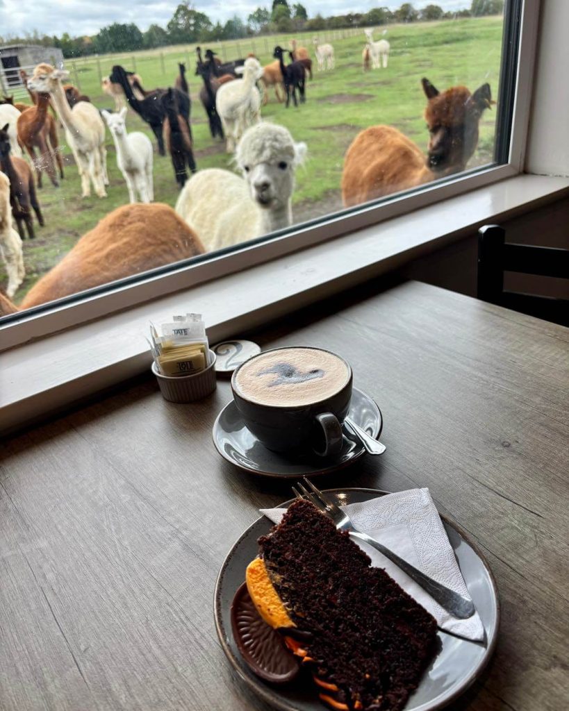 coffee shop 23 Cappuccino and chocolate cake served at j and j coffee shop