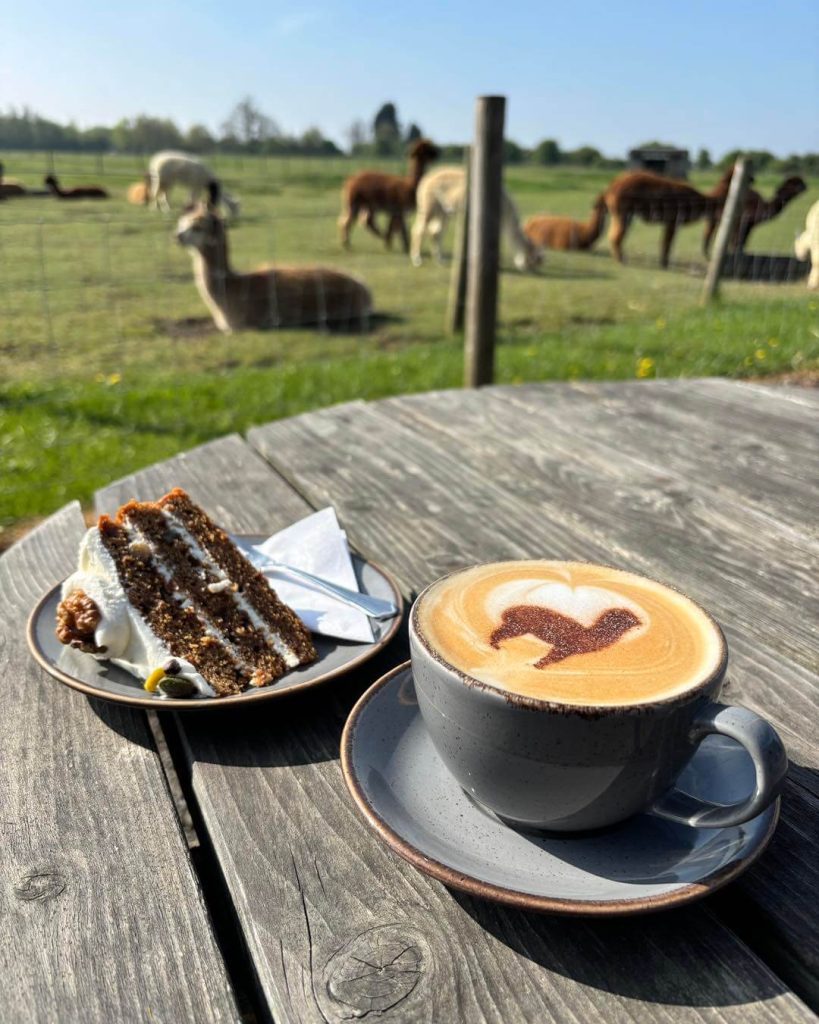 outside seating cake and coffee being enjoyed outside j and j coffee shop