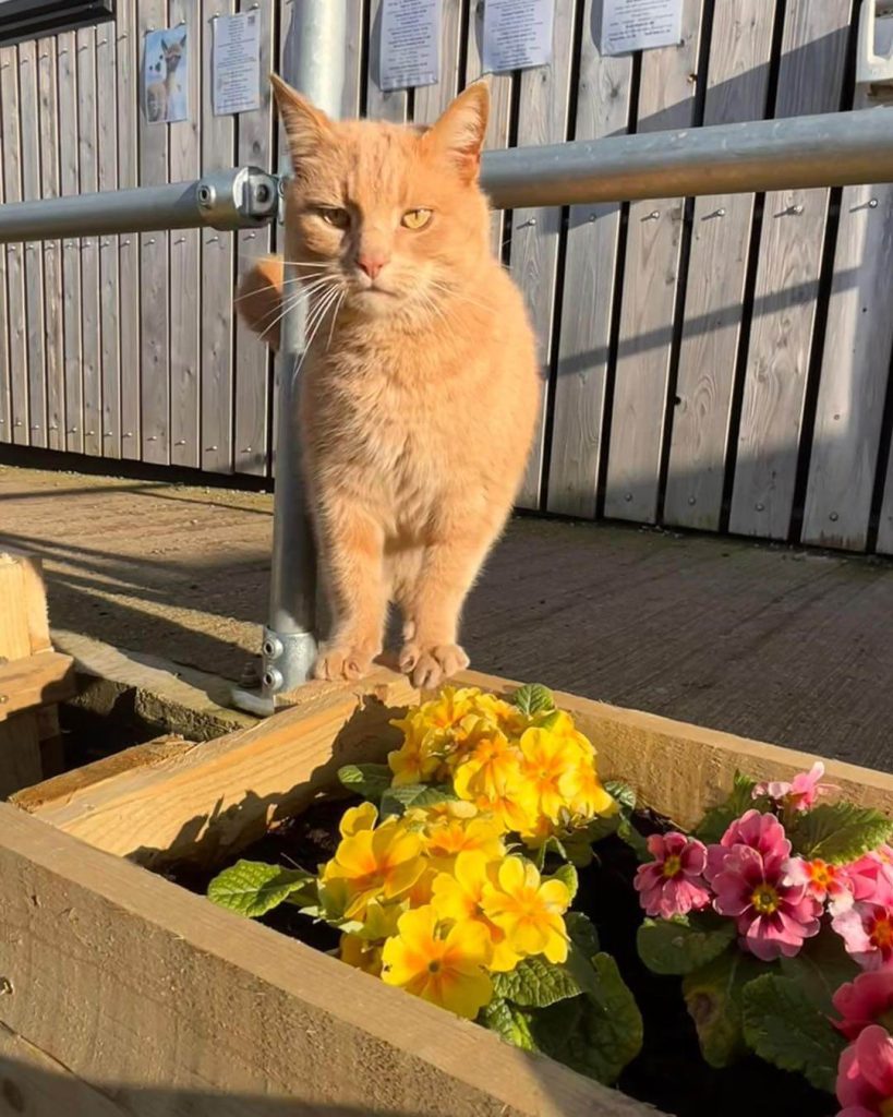 stewie Stewie the cat